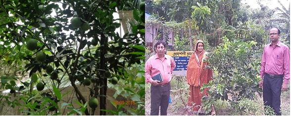 বিলকিচ বেগম এর মাল্টা এখন নাজিরপুর এর কৃষকদের মনে আশার বার্তা