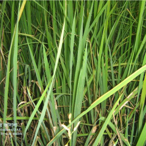 ধানের খোলপোড়া রোগ