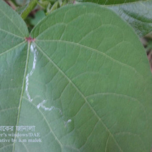 তুলার পাতা সুড়ঙ্গকারী পোকা