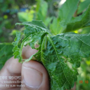 ঢেঁড়শের পাতা মোড়ানো পোকা