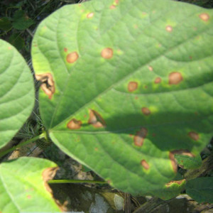 শিমের পাতার দাগরোগ