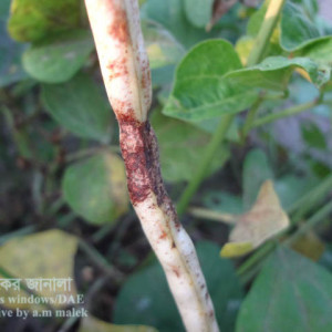 ফেলনের এনথ্রাকনোজ রোগ