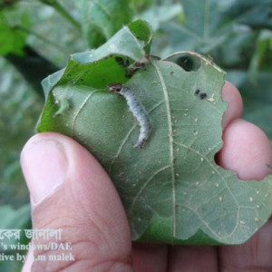 তুলার পাতা মোড়ানো পোকা