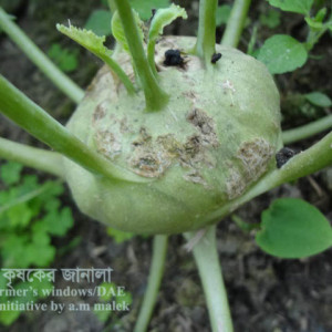 ওলকপির স্ক্যাব রোগ