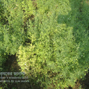 মসুরের স্টেমফাইলিয়াম ব্লাইট রোগ