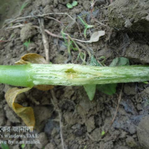 খিরার গামি স্টেম ব্লাইট রোগ