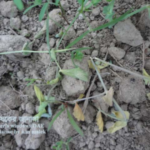 মটরশুঁটির কাটুই পোকা