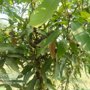 আমের অঙ্গ বিকৃতি রোগ