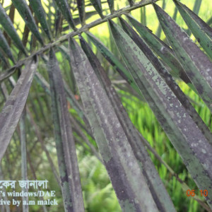 খেজুরের শুটি মোল্ড রোগ