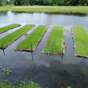 ভাসমান বীজতলা