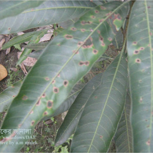 আমের এনথ্রাকনোজ