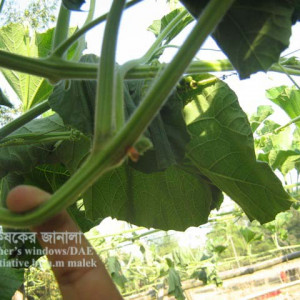 লাউয়ের গামি স্টেম ব্লাইট রোগ